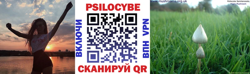 Псилоцибиновые грибы Psilocybine cubensis  Купить  Тайга 